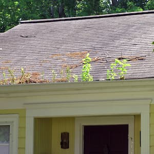 The guttering of a home sprouts plants from being left uncleaned for a period of time.